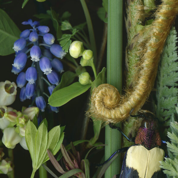 Smashed Plants on Glass; Curiosity with Deb Stoner